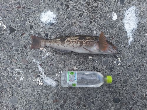 アイナメの釣果