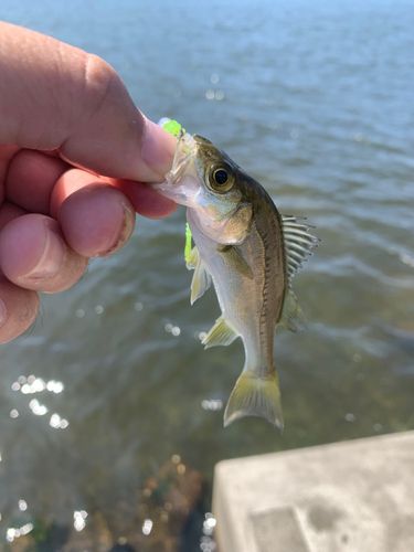 スズキの釣果