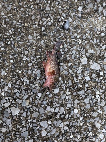 カサゴの釣果