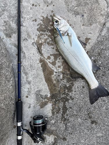 セイゴ（ヒラスズキ）の釣果