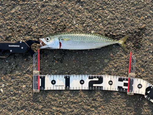 サバの釣果