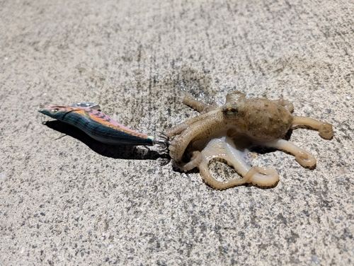タコの釣果