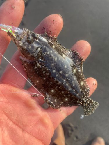 ソゲの釣果