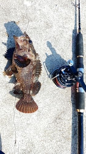 ムラソイの釣果