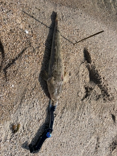 マゴチの釣果