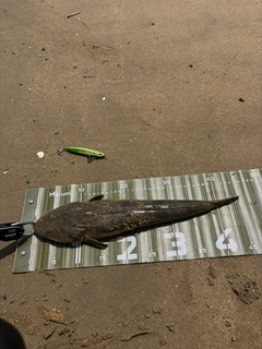 マゴチの釣果