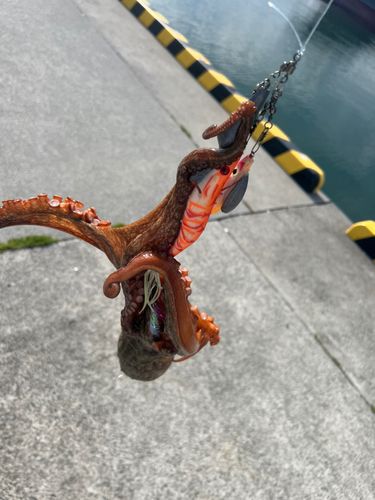 マダコの釣果