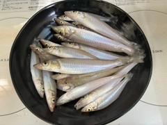 キスの釣果
