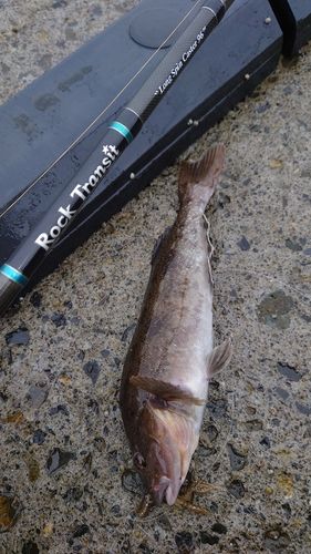 アイナメの釣果
