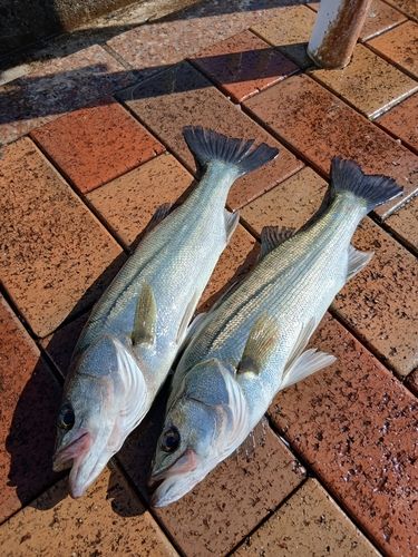 セイゴ（マルスズキ）の釣果