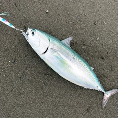 ソウダガツオの釣果