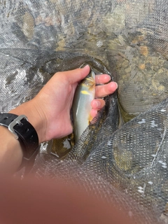 アユの釣果