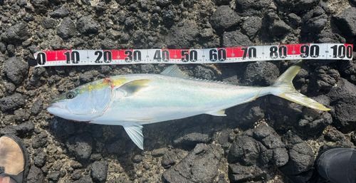 ブリの釣果