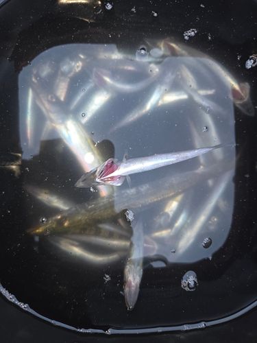 カマスの釣果