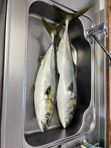ブリの釣果