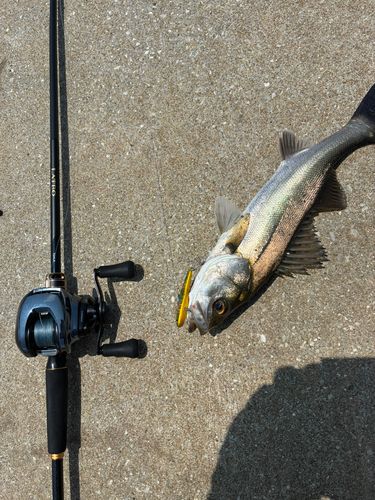 シーバスの釣果