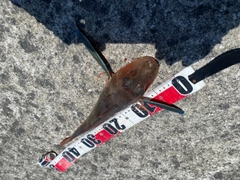 ホウボウの釣果
