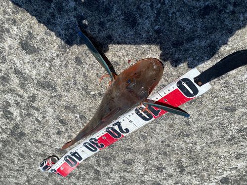 ホウボウの釣果