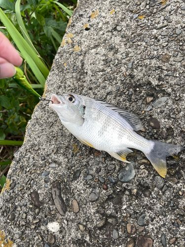 キビレの釣果