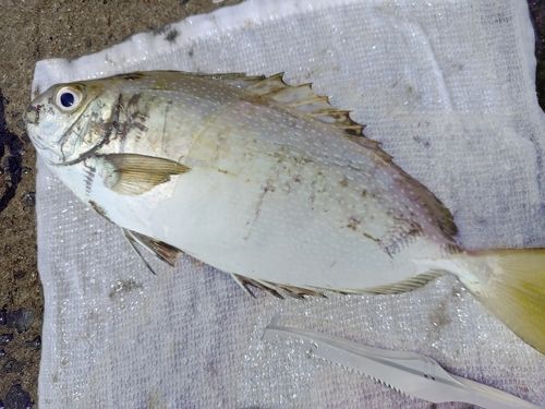 アイゴの釣果