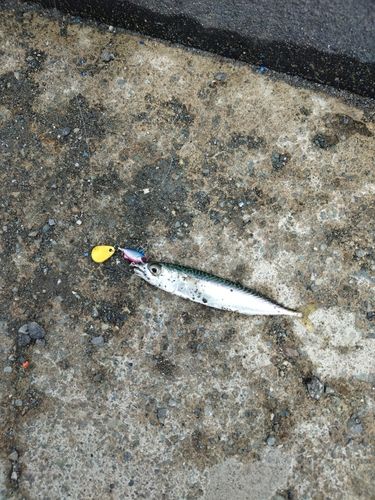 サバの釣果