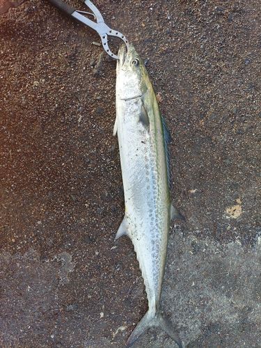 サゴシの釣果