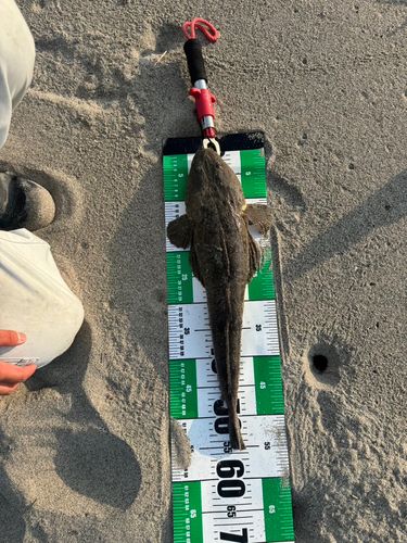 マゴチの釣果
