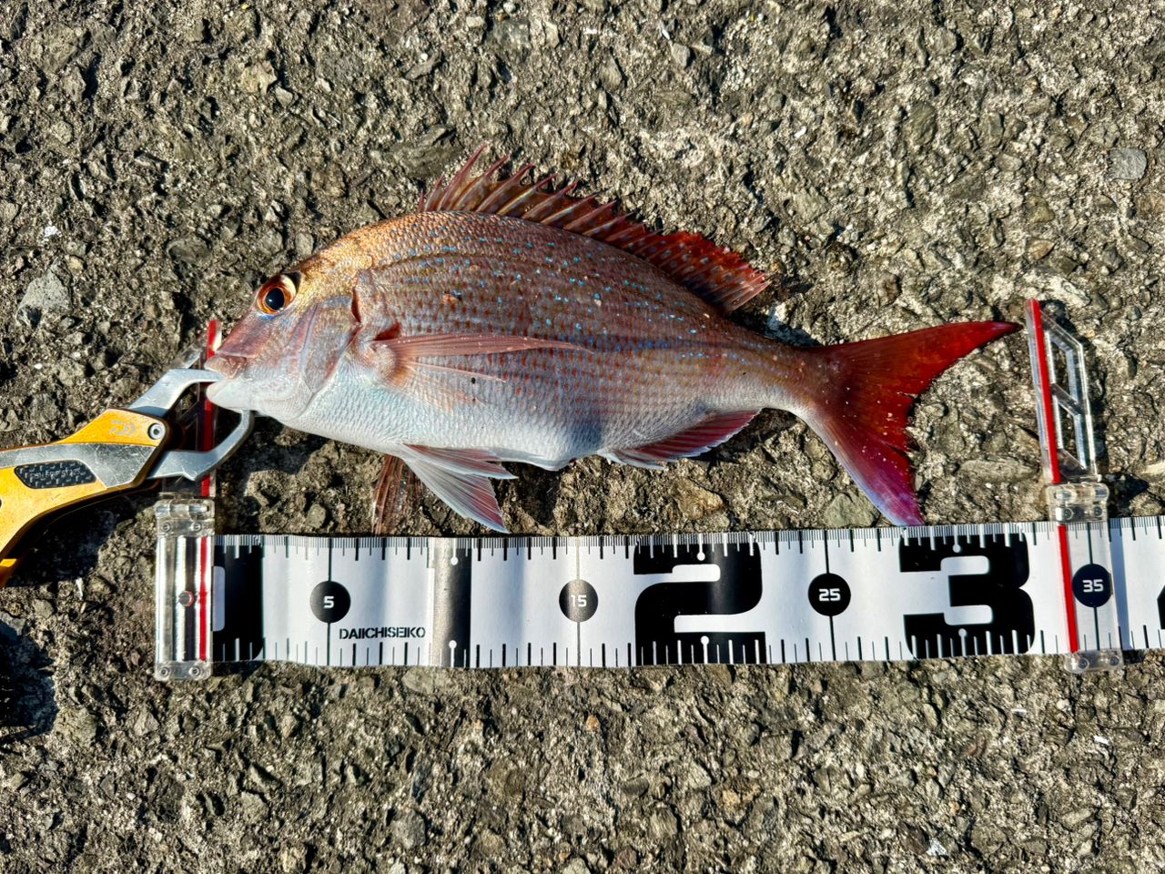 DAIWA 19剛弓 カゴB 遠投 4-57B遠投・Yの最安値・インプレ・釣果