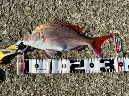 マダイの釣果