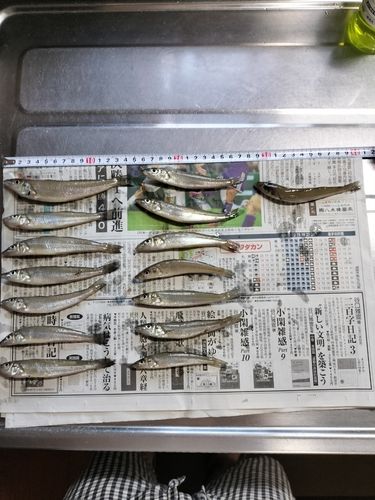 キスの釣果