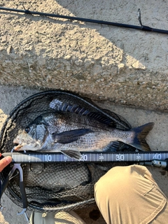 チヌの釣果