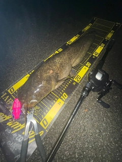 ニホンナマズの釣果