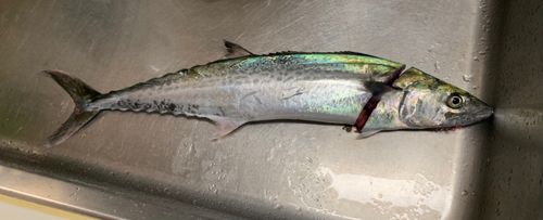 サゴシの釣果