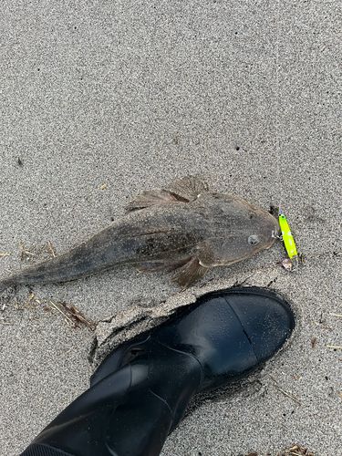 マゴチの釣果