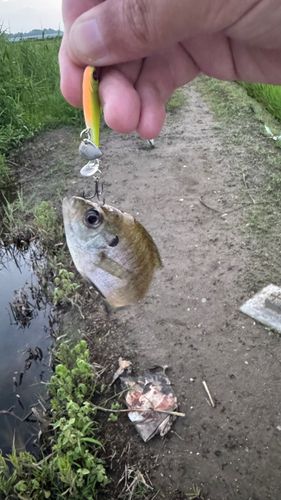 ブルーギルの釣果
