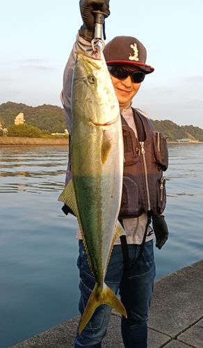 メジロの釣果