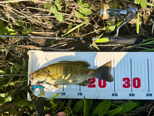 スモールマウスバスの釣果