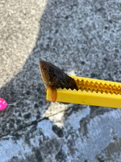 アイナメの釣果