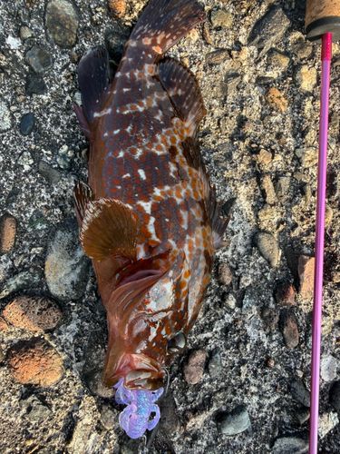 アコウの釣果