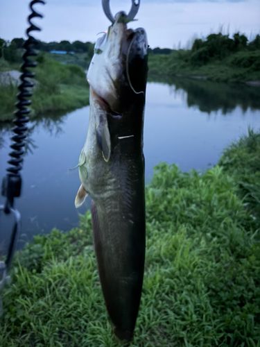 ナマズの釣果
