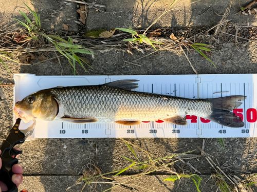ニゴイの釣果