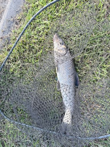 ニゴイの釣果