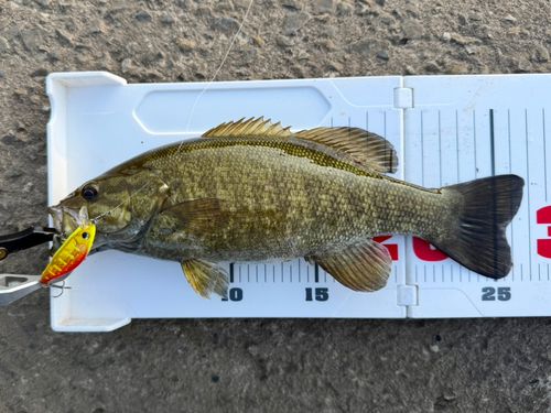 スモールマウスバスの釣果