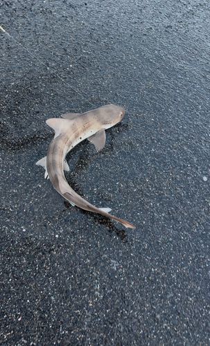 サメの釣果