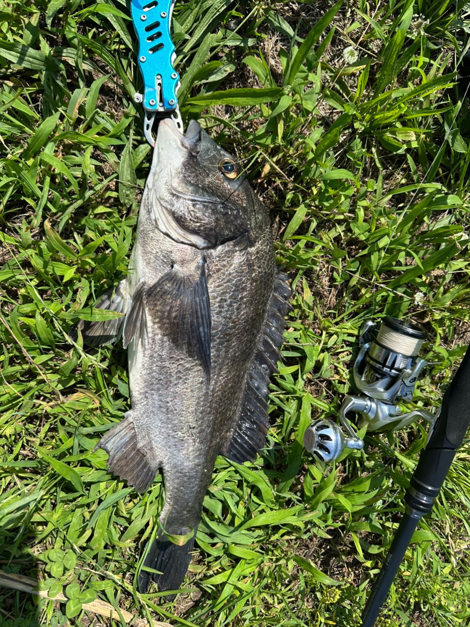クロダイの釣果写真