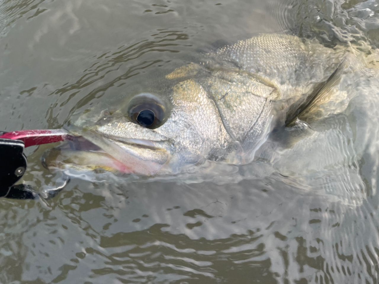 シーバスの釣果写真