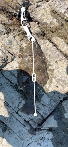ヒラメの釣果
