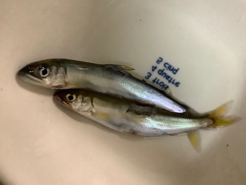 釣果