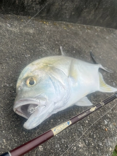 オニヒラアジの釣果