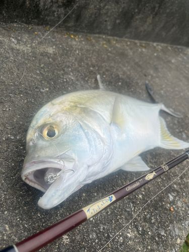 オニヒラアジの釣果